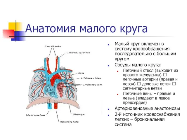Анатомия малого круга Малый круг включен в систему кровообращения последовательно с