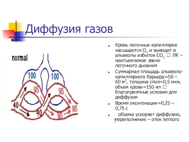 Диффузия газов Кровь легочных капилляров насыщается О2 и выводит в альвеолы