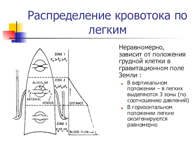 Распределение кровотока по легким Неравномерно, зависит от положения грудной клетки в