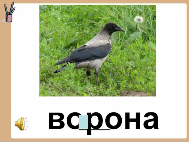 ворона