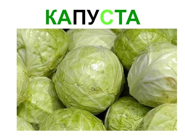 КАПУСТА