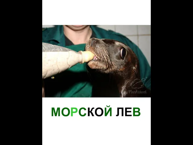 МОРСКОЙ ЛЕВ