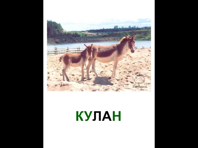 КУЛАН