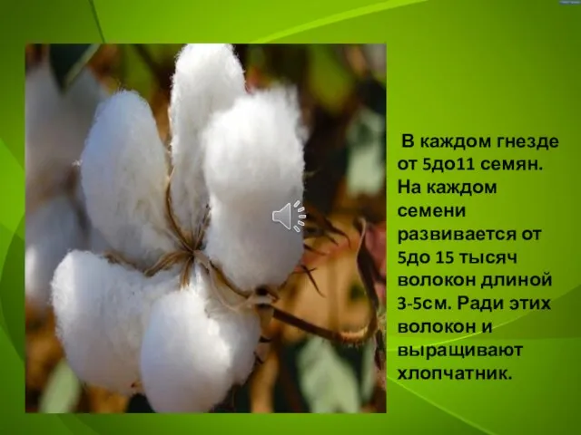 В каждом гнезде от 5до11 семян. На каждом семени развивается от