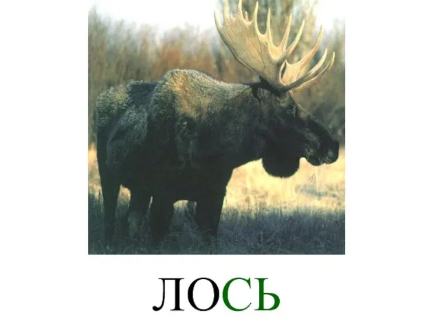 ЛОСЬ