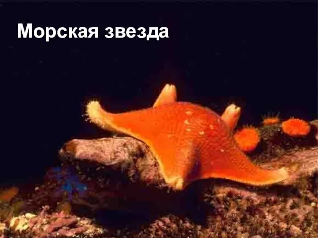 Морская звезда