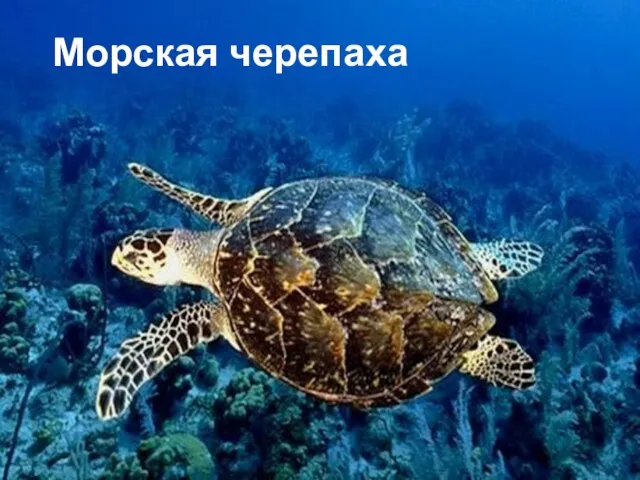 Морская черепаха