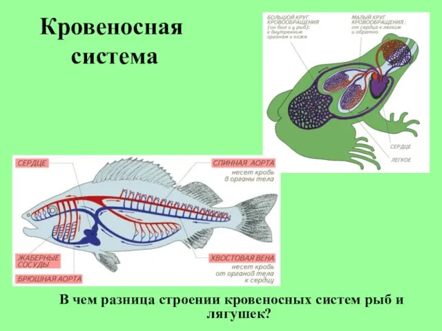 Кровеносная система В чем разница строении кровеносных систем рыб и лягушек?