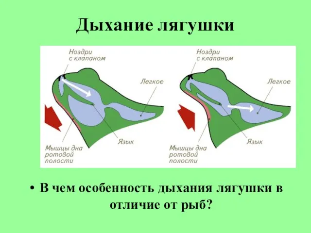 Дыхание лягушки В чем особенность дыхания лягушки в отличие от рыб?