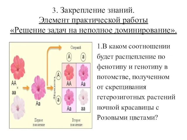 3. Закрепление знаний. Элемент практической работы «Решение задач на неполное доминирование».