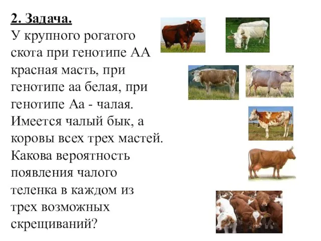 2. Задача. У крупного рогатого скота при генотипе АА красная масть,