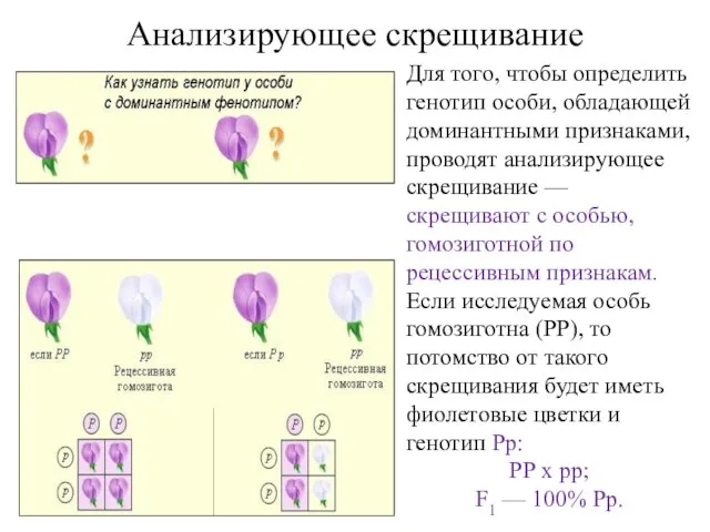 Анализирующее скрещивание Для того, чтобы определить генотип особи, обладающей доминантными признаками,