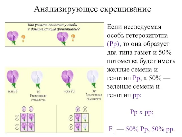 Анализирующее скрещивание Если исследуемая особь гетерозиготна (Рр), то она образует два