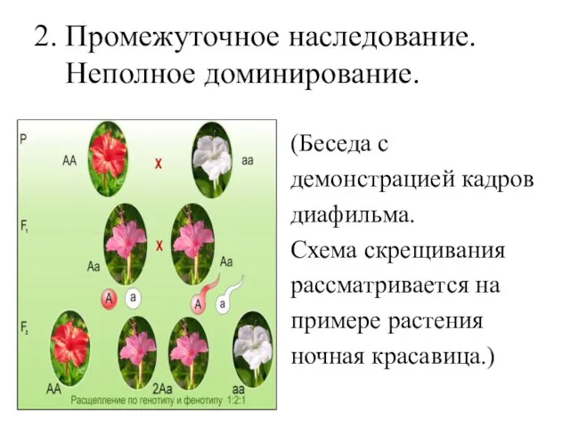 2. Промежуточное наследование. Неполное доминирование. (Беседа с демонстрацией кадров диафильма. Схема