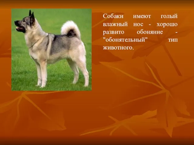 Собаки имеют голый влажный нос - хорошо развито обоняние - "обонятельный" тип животного.