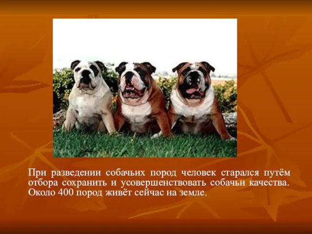 При разведении собачьих пород человек старался путём отбора сохранить и усовершенствовать