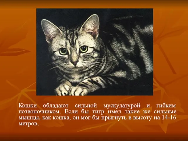 Кошки обладают сильной мускулатурой и гибким позвоночником. Если бы тигр имел