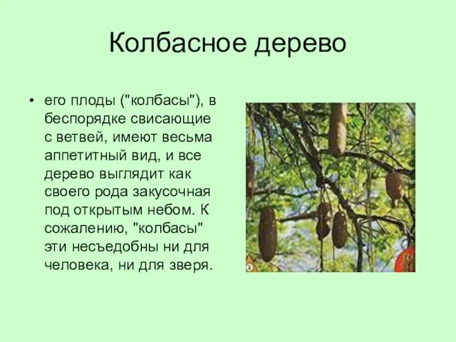 Колбасное дерево его плоды ("колбасы"), в беспорядке свисающие с ветвей, имеют