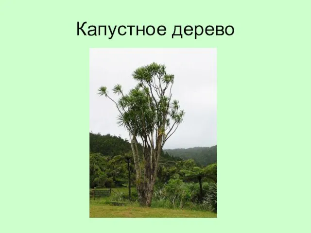 Капустное дерево