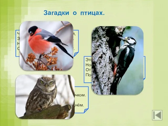 Загадки о птицах. Чернокрылый, красногрудый, Здесь зимой найдёт приют. Не боится