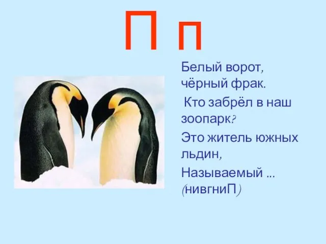 П п Белый ворот, чёрный фрак. Кто забрёл в наш зоопарк?