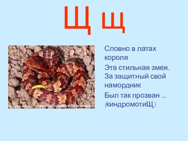 Щ щ Словно в латах короля Эта стильная змея. За защитный