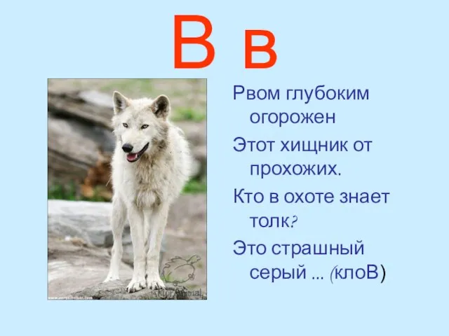 В в Рвом глубоким огорожен Этот хищник от прохожих. Кто в