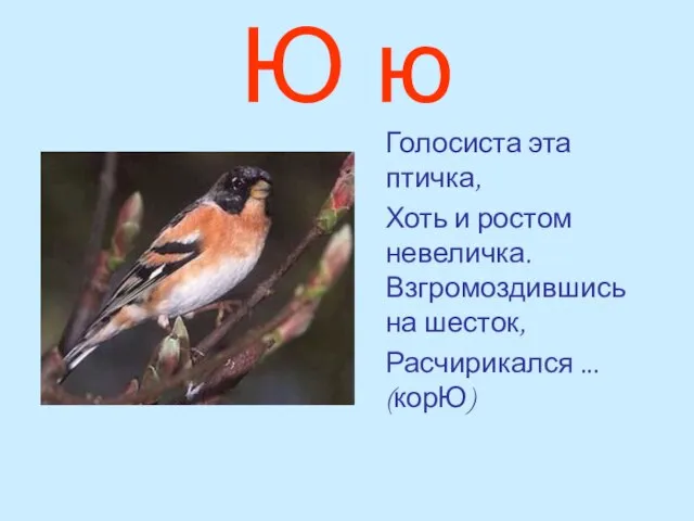 Ю ю Голосиста эта птичка, Хоть и ростом невеличка. Взгромоздившись на шесток, Расчирикался ... (корЮ)