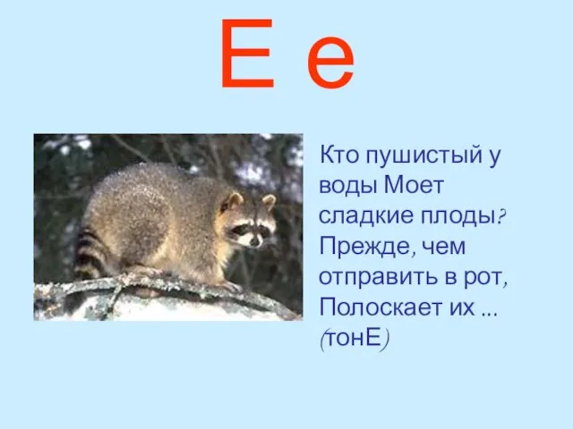 Е е Кто пушистый у воды Моет сладкие плоды? Прежде, чем