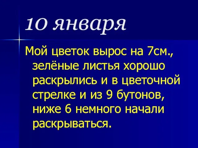 10 января Мой цветок вырос на 7см., зелёные листья хорошо раскрылись