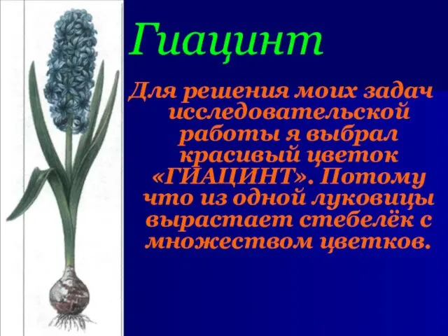 Гиацинт Для решения моих задач исследовательской работы я выбрал красивый цветок