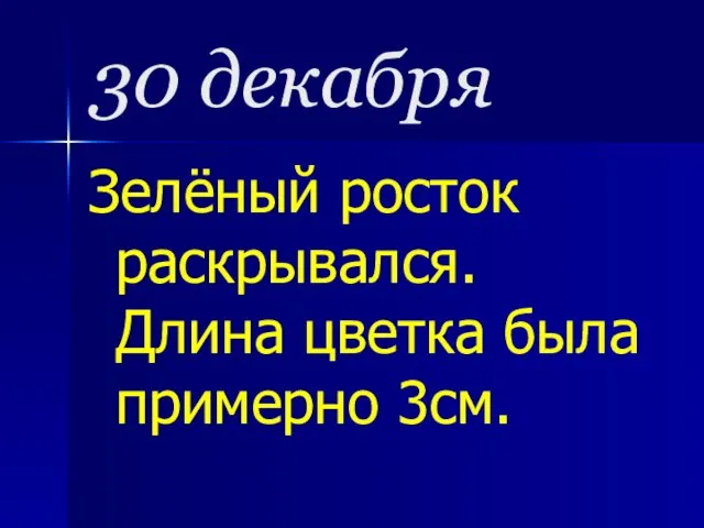 30 декабря Зелёный росток раскрывался. Длина цветка была примерно 3см.