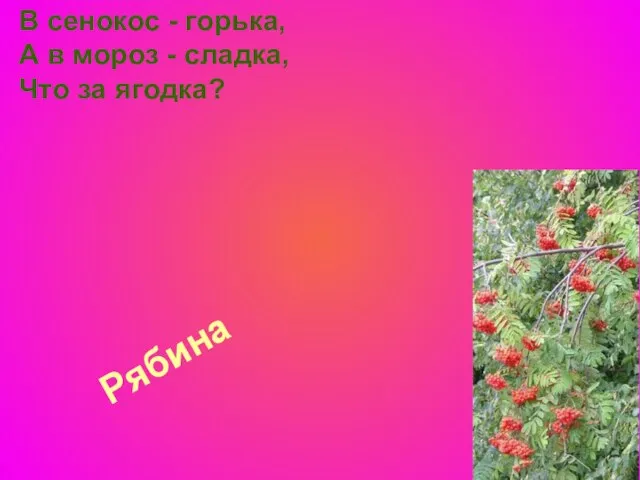 Рябина В сенокос - горька, А в мороз - сладка, Что за ягодка?