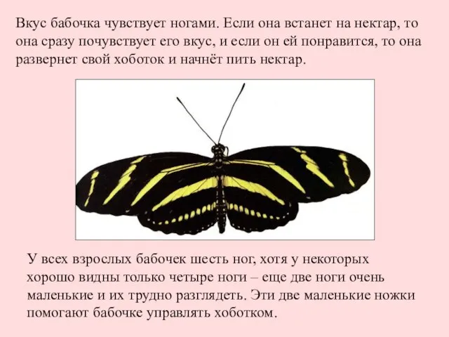 У всех взрослых бабочек шесть ног, хотя у некоторых хорошо видны