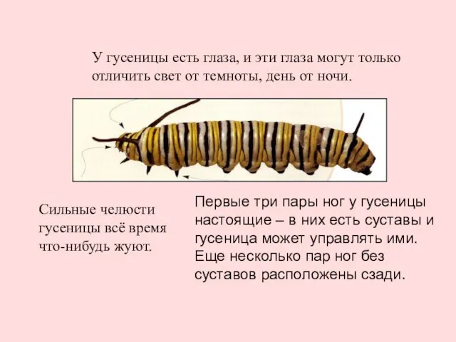 У гусеницы есть глаза, и эти глаза могут только отличить свет