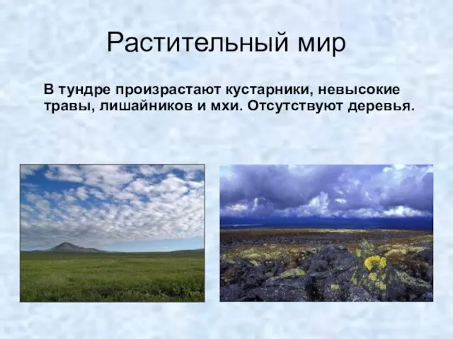 Растительный мир В тундре произрастают кустарники, невысокие травы, лишайников и мхи. Отсутствуют деревья.