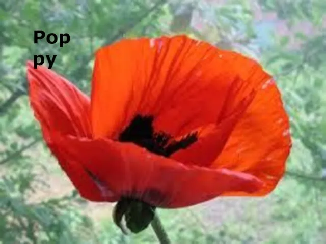 Poppy