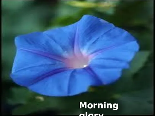 Morning glory