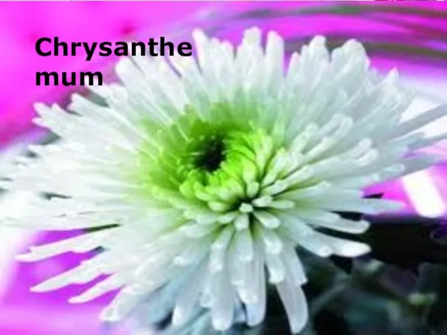 Chrysanthemum