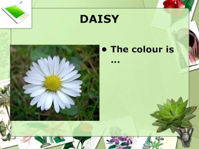 DAISY The colour is ...