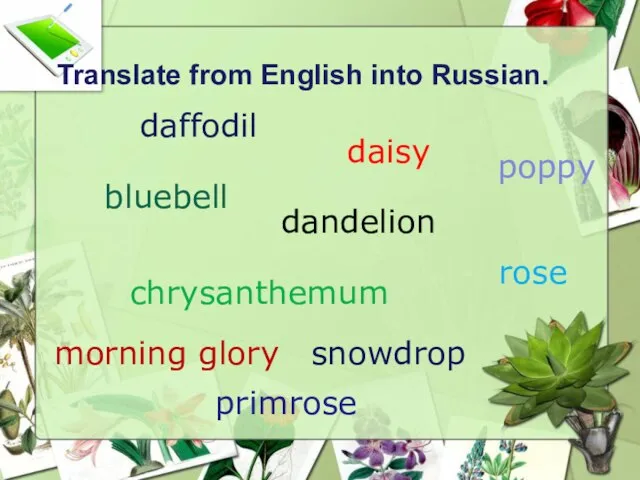 daffodil daisy poppy rose bluebell chrysanthemum dandelion snowdrop morning glory primrose Translate from English into Russian.