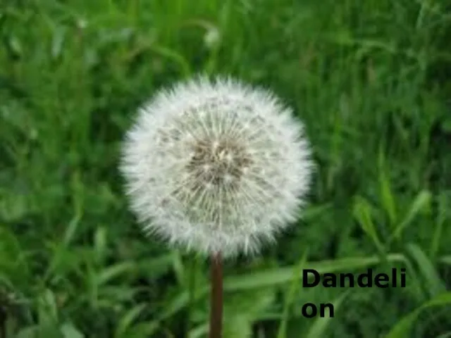 Dandelion