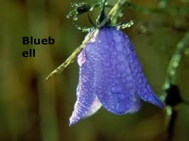 Bluebell