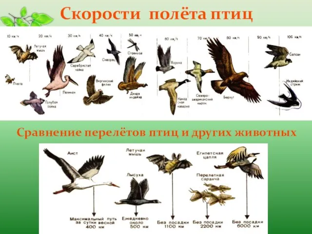 Скорости полёта птиц Сравнение перелётов птиц и других животных