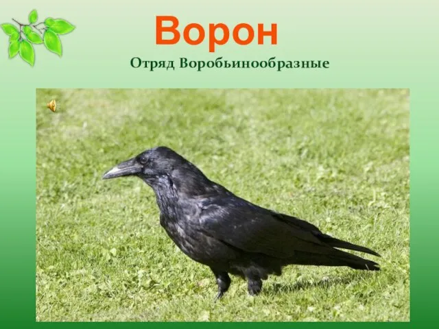 Ворон Отряд Воробьинообразные