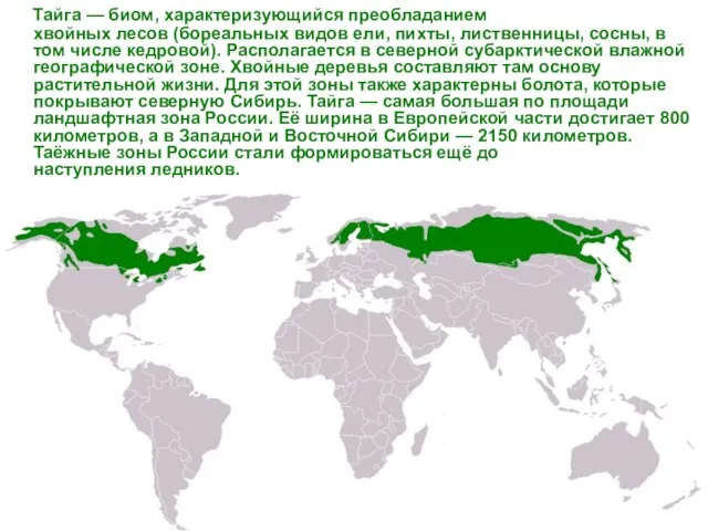 Тайга — биом, характеризующийся преобладанием хвойных лесов (бореальных видов ели, пихты,