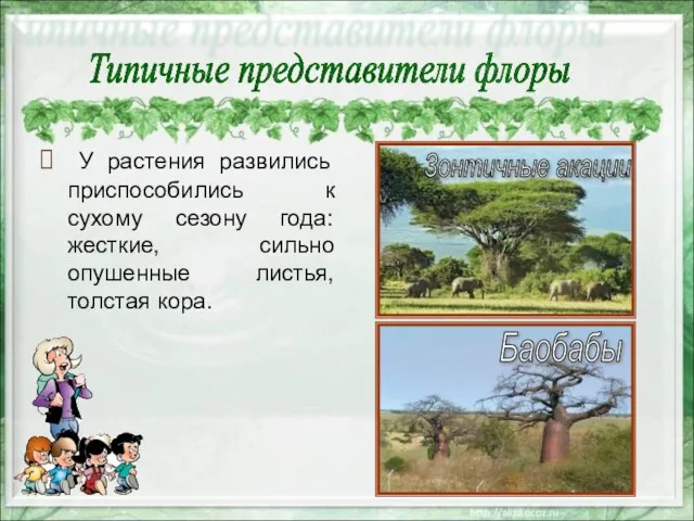 У растения развились приспособились к сухому сезону года: жесткие, сильно опушенные