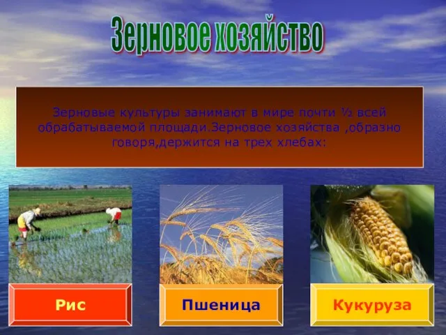 Зерновое хозяйство Пшеница Рис Кукуруза Зерновые культуры занимают в мире почти