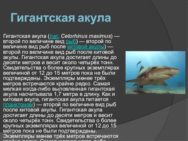 Гигантская акула Гигантская акула (лат. Cetorhinus maximus) — второй по величине