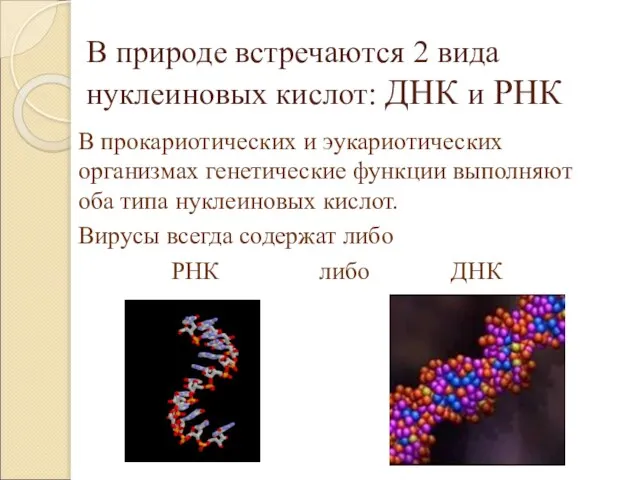 В природе встречаются 2 вида нуклеиновых кислот: ДНК и РНК В